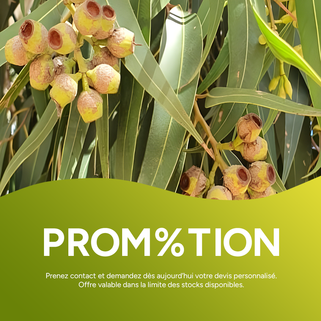 Huile Essentielle Biologique d'Eucalyptus Citronné 